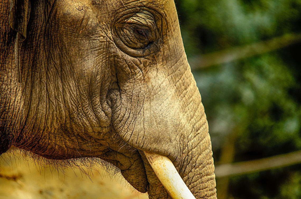 Asian Elephant portrait closeup at Antwerpen Zoo  Antwerpen,Asian elephant,Elephas maximus