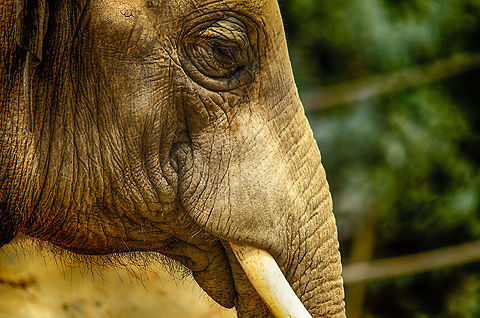 Asian Elephant portrait closeup at Antwerpen Zoo  Antwerpen,Asian elephant,Elephas maximus