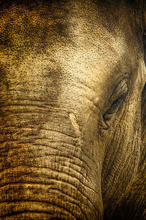 Asian Elephant front view  Antwerpen,Asian elephant,Elephas maximus