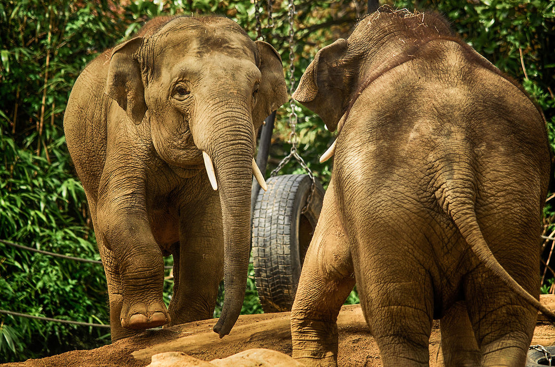 Bring it on Two Asian Elephant youngsters pick up a battle at the Antwerpen Zoo. Antwerpen,Asian elephant,Elephas maximus