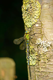 Southern Hawker full body side view  Aeshna cyanea,Heesch,Macro,Southern Hawker