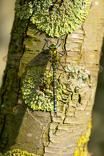 Southern Hawker full body top view  Aeshna cyanea,Heesch,Macro,Southern Hawker