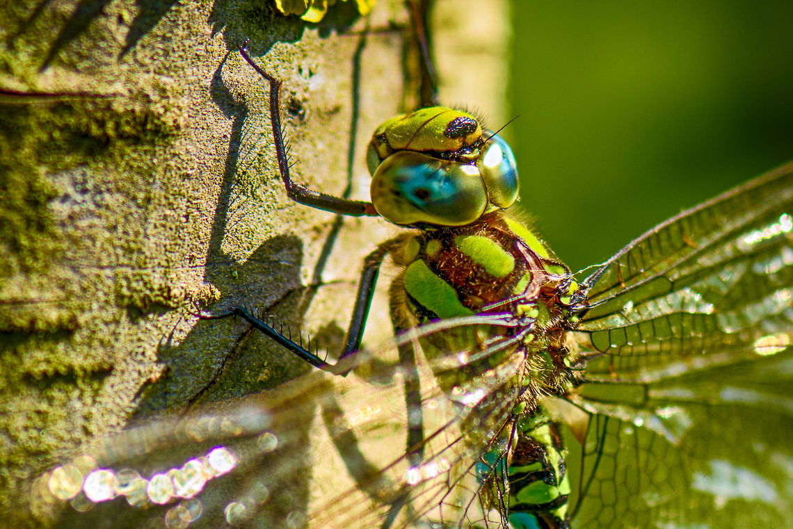 Southern Hawker extreme closeup  Aeshna cyanea,Heesch,Macro,Southern Hawker