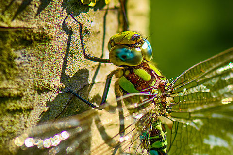 Southern Hawker extreme closeup  Aeshna cyanea,Heesch,Macro,Southern Hawker