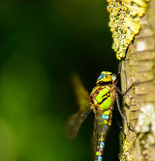 Souther Hawker macro of head and chest  Aeshna cyanea,Heesch,Macro,Southern Hawker