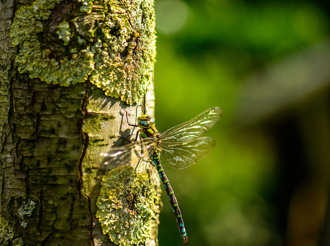 Southern Hawker on tree in our garden  Aeshna cyanea,Heesch,Macro,Southern Hawker
