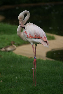 Flamingo portrait Full portrait view of a flamingo, showing clearly its long legs and curved neck. Arnhem Zoo,Aves,Flamingo,Greater Flamingo,Phoenicopterus roseus