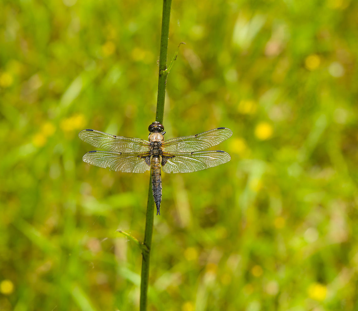 Four-spotted chaser, Heeswijk-Dinther, Netherlands  Europe,Four-spotted chaser,Heeswijk-Dinther,Libellula quadrimaculata,Netherlands,World