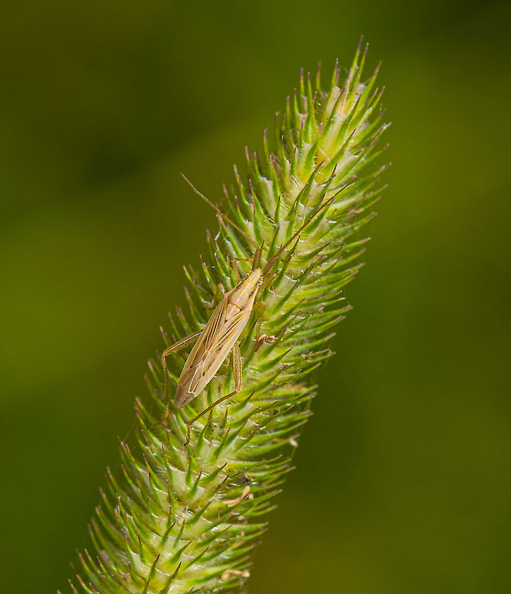 Stenodema laevigatum / Grass Bug - closeup, Heeswijk-Dinther, Netherlands <figure class="photo"><a href="https://www.jungledragon.com/image/120313/stenodema_laevigatum_grass_bug_heeswijk-dinther_netherlands.html" title="Stenodema laevigatum / Grass Bug, Heeswijk-Dinther, Netherlands"><img src="https://s3.amazonaws.com/media.jungledragon.com/images/2/120313_thumb.jpg?AWSAccessKeyId=05GMT0V3GWVNE7GGM1R2&Expires=1759968010&Signature=OZZgpKjQoiuwnuL2aoi1h8KA%2FOo%3D" width="102" height="152" alt="Stenodema laevigatum / Grass Bug, Heeswijk-Dinther, Netherlands https://www.jungledragon.com/image/120312/stenodema_laevigatum_grass_bug_-_closeup_heeswijk-dinther_netherlands.html Europe,Heeswijk-Dinther,Netherlands,Stenodema laevigatum,World" /></a></figure> Europe,Heeswijk-Dinther,Netherlands,Stenodema laevigatum,World