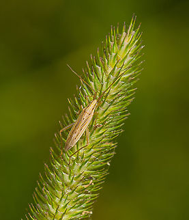 Stenodema laevigatum / Grass Bug - closeup, Heeswijk-Dinther, Netherlands https://www.jungledragon.com/image/120313/stenodema_laevigatum_grass_bug_heeswijk-dinther_netherlands.html Europe,Heeswijk-Dinther,Netherlands,Stenodema laevigatum,World