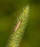 Stenodema laevigatum / Grass Bug - closeup, Heeswijk-Dinther, Netherlands https://www.jungledragon.com/image/120313/stenodema_laevigatum_grass_bug_heeswijk-dinther_netherlands.html Europe,Heeswijk-Dinther,Netherlands,Stenodema laevigatum,World