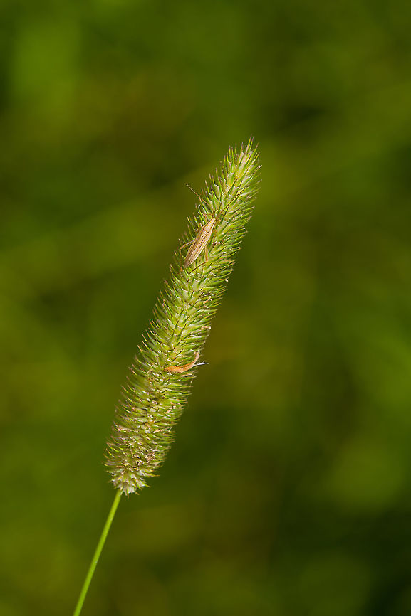 Stenodema laevigatum / Grass Bug, Heeswijk-Dinther, Netherlands <figure class="photo"><a href="https://www.jungledragon.com/image/120312/stenodema_laevigatum_grass_bug_-_closeup_heeswijk-dinther_netherlands.html" title="Stenodema laevigatum / Grass Bug - closeup, Heeswijk-Dinther, Netherlands"><img src="https://s3.amazonaws.com/media.jungledragon.com/images/2/120312_thumb.jpg?AWSAccessKeyId=05GMT0V3GWVNE7GGM1R2&Expires=1769040010&Signature=J9J37QUDtRSgntIlR3TyOYtDFvc%3D" width="132" height="152" alt="Stenodema laevigatum / Grass Bug - closeup, Heeswijk-Dinther, Netherlands https://www.jungledragon.com/image/120313/stenodema_laevigatum_grass_bug_heeswijk-dinther_netherlands.html Europe,Heeswijk-Dinther,Netherlands,Stenodema laevigatum,World" /></a></figure> Europe,Heeswijk-Dinther,Netherlands,Stenodema laevigatum,World