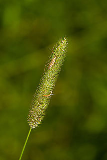 Stenodema laevigatum / Grass Bug, Heeswijk-Dinther, Netherlands https://www.jungledragon.com/image/120312/stenodema_laevigatum_grass_bug_-_closeup_heeswijk-dinther_netherlands.html Europe,Heeswijk-Dinther,Netherlands,Stenodema laevigatum,World