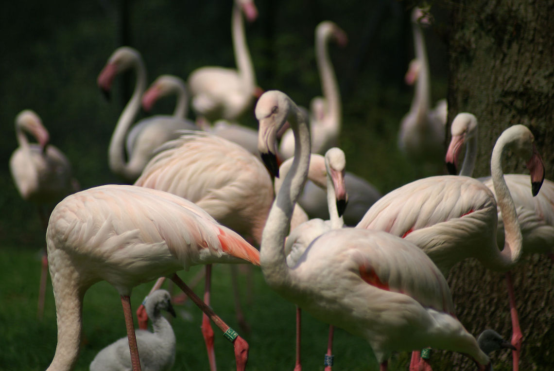 Flamingo crowd A group of Flamingos eating, drinking and cleaning themselves. Arnhem Zoo,Aves,Flamingo,Greater Flamingo,Group,Phoenicopterus roseus