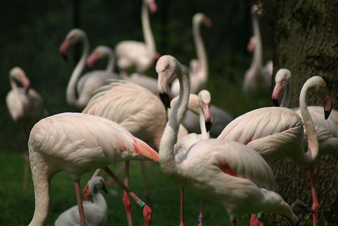 Flamingo crowd A group of Flamingos eating, drinking and cleaning themselves. Arnhem Zoo,Aves,Flamingo,Greater Flamingo,Group,Phoenicopterus roseus
