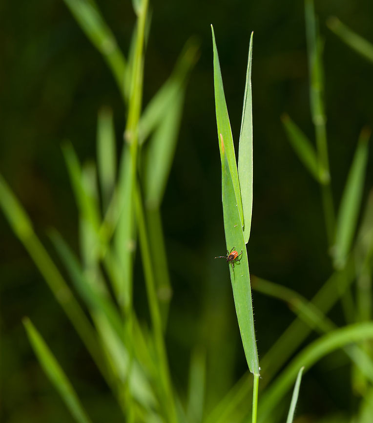 Castor Bean Tick questing, Heeswijk-Dinther, Netherlands <figure class="photo"><a href="https://www.jungledragon.com/image/120469/castor_bean_tick_on_floor_heeswijk-dinther_netherlands.html" title="Castor Bean Tick on floor, Heeswijk-Dinther, Netherlands"><img src="https://s3.amazonaws.com/media.jungledragon.com/images/2/120469_thumb.jpg?AWSAccessKeyId=05GMT0V3GWVNE7GGM1R2&Expires=1769040010&Signature=XqNyNxlADMBoRnAc0SY%2BRT2sums%3D" width="200" height="172" alt="Castor Bean Tick on floor, Heeswijk-Dinther, Netherlands Adult female, about 3mm. More background info here:<br />
https://www.jungledragon.com/image/120468/castor_bean_tick_probing_heeswijk-dinther_netherlands.html Castor Bean Tick,Europe,Heeswijk-Dinther,Ixodes ricinus,Netherlands,World" /></a></figure><br />
A situational shot to display typical behavior. This is an adult female Ixodes ricinus, the most common tick found in the Netherlands. Few ticks make it to adulthood, as they require at least one blood meal for each life stage, which significantly reduces odds. The solution is for the adult female to lay an enormous amount of eggs after her last blood meal, which she is in the process of finding on the photo.<br />
<br />
Most tick species are blind, and compensate with a highly sophisticated detection organ that enables it to detect an incoming target from a distance (supposedly by vibration, scent and even the composition of air). This detection in advance is needed for timing the attack. Contrary to popular belief, ticks don't jump, they cross over to their victim by walking, so there has to be a brief moment of direct contact at least.<br />
<br />
For a fascinating overview of their entire life cycle, have a look at this excellent video:<br />
<br />
<section class="video"><iframe width="448" height="282" src="https://www.youtube-nocookie.com/embed/WpOyWesQtgc?hd=1&autoplay=0&rel=0" frameborder="0" allowfullscreen></iframe></section> Castor Bean Tick,Europe,Heeswijk-Dinther,Ixodes ricinus,Netherlands,World