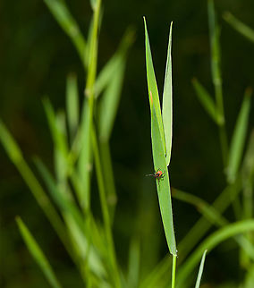 Castor Bean Tick questing, Heeswijk-Dinther, Netherlands https://www.jungledragon.com/image/120469/castor_bean_tick_on_floor_heeswijk-dinther_netherlands.html
A situational shot to display typical behavior. This is an adult female Ixodes ricinus, the most common tick found in the Netherlands. Few ticks make it to adulthood, as they require at least one blood meal for each life stage, which significantly reduces odds. The solution is for the adult female to lay an enormous amount of eggs after her last blood meal, which she is in the process of finding on the photo.

Most tick species are blind, and compensate with a highly sophisticated detection organ that enables it to detect an incoming target from a distance (supposedly by vibration, scent and even the composition of air). This detection in advance is needed for timing the attack. Contrary to popular belief, ticks don't jump, they cross over to their victim by walking, so there has to be a brief moment of direct contact at least.

For a fascinating overview of their entire life cycle, have a look at this excellent video:

https://www.youtube.com/watch?v=WpOyWesQtgc Castor Bean Tick,Europe,Heeswijk-Dinther,Ixodes ricinus,Netherlands,World