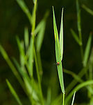 Castor Bean Tick questing, Heeswijk-Dinther, Netherlands https://www.jungledragon.com/image/120469/castor_bean_tick_on_floor_heeswijk-dinther_netherlands.html<br />
A situational shot to display typical behavior. This is an adult female Ixodes ricinus, the most common tick found in the Netherlands. Few ticks make it to adulthood, as they require at least one blood meal for each life stage, which significantly reduces odds. The solution is for the adult female to lay an enormous amount of eggs after her last blood meal, which she is in the process of finding on the photo.<br />
<br />
Most tick species are blind, and compensate with a highly sophisticated detection organ that enables it to detect an incoming target from a distance (supposedly by vibration, scent and even the composition of air). This detection in advance is needed for timing the attack. Contrary to popular belief, ticks don't jump, they cross over to their victim by walking, so there has to be a brief moment of direct contact at least.<br />
<br />
For a fascinating overview of their entire life cycle, have a look at this excellent video:<br />
<br />
https://www.youtube.com/watch?v=WpOyWesQtgc Castor Bean Tick,Europe,Heeswijk-Dinther,Ixodes ricinus,Netherlands,World