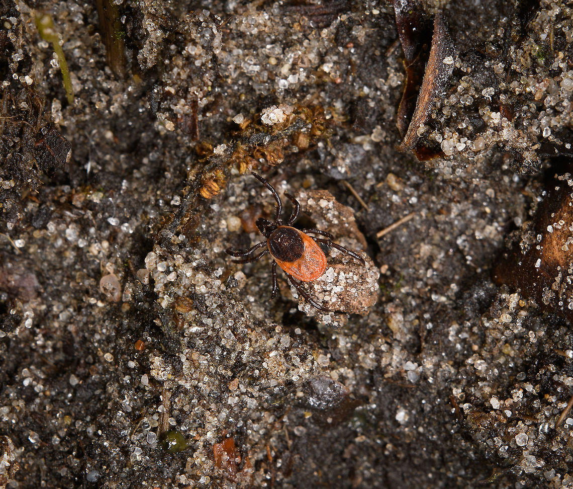 Castor Bean Tick on floor, Heeswijk-Dinther, Netherlands Adult female, about 3mm. More background info here:<br />
<figure class="photo"><a href="https://www.jungledragon.com/image/120468/castor_bean_tick_questing_heeswijk-dinther_netherlands.html" title="Castor Bean Tick questing, Heeswijk-Dinther, Netherlands"><img src="https://s3.amazonaws.com/media.jungledragon.com/images/2/120468_thumb.jpg?AWSAccessKeyId=05GMT0V3GWVNE7GGM1R2&Expires=1767225610&Signature=DYsZ9hzRrDgfde1oDL7g8UZYd%2FY%3D" width="136" height="152" alt="Castor Bean Tick questing, Heeswijk-Dinther, Netherlands https://www.jungledragon.com/image/120469/castor_bean_tick_on_floor_heeswijk-dinther_netherlands.html<br />
A situational shot to display typical behavior. This is an adult female Ixodes ricinus, the most common tick found in the Netherlands. Few ticks make it to adulthood, as they require at least one blood meal for each life stage, which significantly reduces odds. The solution is for the adult female to lay an enormous amount of eggs after her last blood meal, which she is in the process of finding on the photo.<br />
<br />
Most tick species are blind, and compensate with a highly sophisticated detection organ that enables it to detect an incoming target from a distance (supposedly by vibration, scent and even the composition of air). This detection in advance is needed for timing the attack. Contrary to popular belief, ticks don&#039;t jump, they cross over to their victim by walking, so there has to be a brief moment of direct contact at least.<br />
<br />
For a fascinating overview of their entire life cycle, have a look at this excellent video:<br />
<br />
https://www.youtube.com/watch?v=WpOyWesQtgc Castor Bean Tick,Europe,Heeswijk-Dinther,Ixodes ricinus,Netherlands,World" /></a></figure> Castor Bean Tick,Europe,Heeswijk-Dinther,Ixodes ricinus,Netherlands,World