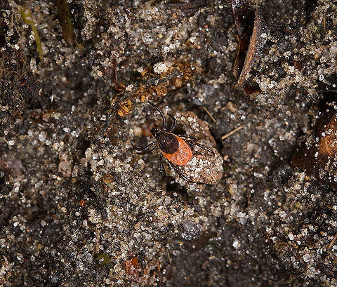 Castor Bean Tick on floor, Heeswijk-Dinther, Netherlands Adult female, about 3mm. More background info here:
https://www.jungledragon.com/image/120468/castor_bean_tick_probing_heeswijk-dinther_netherlands.html Castor Bean Tick,Europe,Heeswijk-Dinther,Ixodes ricinus,Netherlands,World
