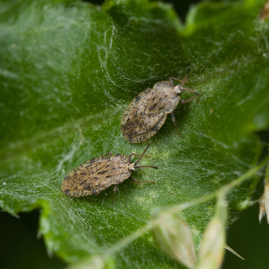 Tingis ampliata, Heeswijk-Dinther, Netherlands <figure class="photo"><a href="https://www.jungledragon.com/image/120471/tingis_ampliata_habitat_heeswijk-dinther_netherlands.html" title="Tingis ampliata habitat, Heeswijk-Dinther, Netherlands"><img src="https://s3.amazonaws.com/media.jungledragon.com/images/2/120471_thumb.jpg?AWSAccessKeyId=05GMT0V3GWVNE7GGM1R2&Expires=1770854410&Signature=In5LUIX45YrgbaMq%2FYOM9S0BfsA%3D" width="200" height="134" alt="Tingis ampliata habitat, Heeswijk-Dinther, Netherlands https://www.jungledragon.com/image/120470/tingis_ampliata_heeswijk-dinther_netherlands.html<br />
Fairly mediocre photos, but I'm still happy with the find. I don't think I've ever seen or photographed a lacebug before. They're quite tiny and supposedly mostly found on the underside of leafs.<br />
<br />
A big shoutout to Arp (@pudding4brains) for pioneering this category in JungleDragon:<br />
https://www.jungledragon.com/wildlife/browse/animalia/arthropoda/insecta/hemiptera/tingidae<br />
<br />
Another jewel I stumbled upon are these very high quality photos of species found in the Netherlands, showing how very beautiful these obscure bugs are:<br />
https://determineren.nederlandsesoorten.nl/linnaeus_ng/app/views/matrixkey/index.php?p=netwantsen Europe,Heeswijk-Dinther,Netherlands,Tingis ampliata,World" /></a></figure><br />
Fairly mediocre photos, but I'm still happy with the find. I don't think I've ever seen or photographed a lacebug before. They're quite tiny and supposedly mostly found on the underside of leafs.<br />
<br />
A big shoutout to Arp (@pudding4brains) for pioneering this category in JungleDragon:<br />
<a href="https://www.jungledragon.com/wildlife/browse/animalia/arthropoda/insecta/hemiptera/tingidae" rel="nofollow">https://www.jungledragon.com/wildlife/browse/animalia/arthropoda/insecta/hemiptera/tingidae</a><br />
<br />
Another jewel I stumbled upon are these very high quality photos of species found in the Netherlands, showing how very beautiful these obscure bugs are:<br />
<a href="https://determineren.nederlandsesoorten.nl/linnaeus_ng/app/views/matrixkey/index.php?p=netwantsen" rel="nofollow">https://determineren.nederlandsesoorten.nl/linnaeus_ng/app/views/matrixkey/index.php?p=netwantsen</a> Europe,Heeswijk-Dinther,Netherlands,Tingis ampliata,World
