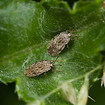 Tingis ampliata, Heeswijk-Dinther, Netherlands https://www.jungledragon.com/image/120471/tingis_ampliata_habitat_heeswijk-dinther_netherlands.html<br />
Fairly mediocre photos, but I'm still happy with the find. I don't think I've ever seen or photographed a lacebug before. They're quite tiny and supposedly mostly found on the underside of leafs.<br />
<br />
A big shoutout to Arp (@pudding4brains) for pioneering this category in JungleDragon:<br />
https://www.jungledragon.com/wildlife/browse/animalia/arthropoda/insecta/hemiptera/tingidae<br />
<br />
Another jewel I stumbled upon are these very high quality photos of species found in the Netherlands, showing how very beautiful these obscure bugs are:<br />
https://determineren.nederlandsesoorten.nl/linnaeus_ng/app/views/matrixkey/index.php?p=netwantsen Europe,Heeswijk-Dinther,Netherlands,Tingis ampliata,World