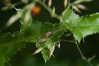 Tingis ampliata habitat, Heeswijk-Dinther, Netherlands https://www.jungledragon.com/image/120470/tingis_ampliata_heeswijk-dinther_netherlands.html<br />
Fairly mediocre photos, but I'm still happy with the find. I don't think I've ever seen or photographed a lacebug before. They're quite tiny and supposedly mostly found on the underside of leafs.<br />
<br />
A big shoutout to Arp (@pudding4brains) for pioneering this category in JungleDragon:<br />
https://www.jungledragon.com/wildlife/browse/animalia/arthropoda/insecta/hemiptera/tingidae<br />
<br />
Another jewel I stumbled upon are these very high quality photos of species found in the Netherlands, showing how very beautiful these obscure bugs are:<br />
https://determineren.nederlandsesoorten.nl/linnaeus_ng/app/views/matrixkey/index.php?p=netwantsen Europe,Heeswijk-Dinther,Netherlands,Tingis ampliata,World
