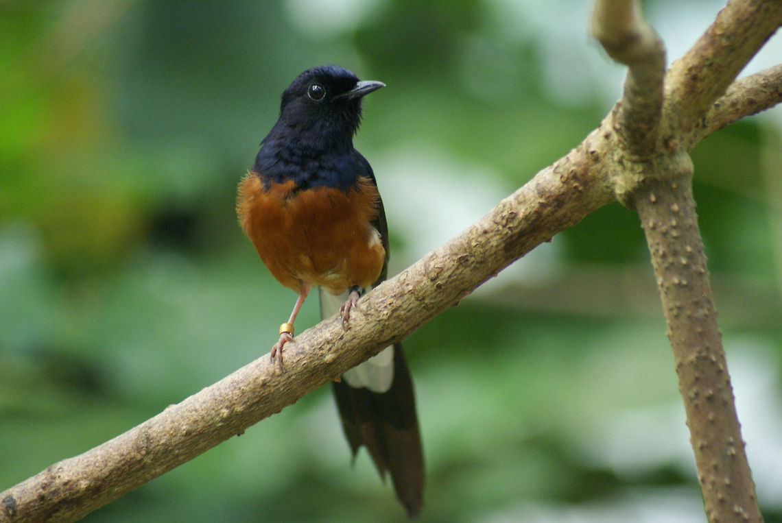 White-rumped Shama, Arnhem Zoo, Netherlands Beautiful golden-breasted starling with a purple head, orange chest and black and white tail feathers. Arnhem Zoo,Birds,Copsychus malabaricus,White-rumped shama