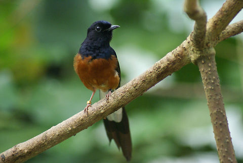 White-rumped Shama, Arnhem Zoo, Netherlands Beautiful golden-breasted starling with a purple head, orange chest and black and white tail feathers. Arnhem Zoo,Birds,Copsychus malabaricus,White-rumped shama