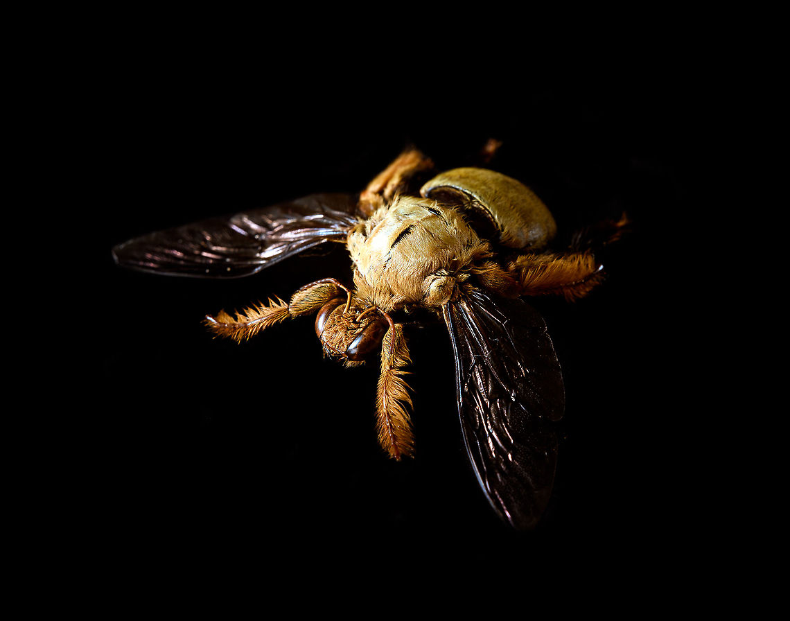 Xylocopa confusa Male - body Specimen, in pretty poor state. ~50mm.<br />
<figure class="photo"><a href="https://www.jungledragon.com/image/120520/xylocopa_confusa_male.html" title="Xylocopa confusa Male"><img src="https://s3.amazonaws.com/media.jungledragon.com/images/2/120520_thumb.jpg?AWSAccessKeyId=05GMT0V3GWVNE7GGM1R2&Expires=1767225610&Signature=rEclDXh5iBPx93LwoD5oo1yxoNU%3D" width="200" height="148" alt="Xylocopa confusa Male Specimen, in pretty poor state. ~50mm.<br />
https://www.jungledragon.com/image/120518/xylocopa_confusa_male_-_body.html<br />
https://www.jungledragon.com/image/120521/xylocopa_confusa_male_-_macro.html<br />
https://www.jungledragon.com/image/120873/white-cheeked_carpenter_bee_-_frontal.html Extreme Macro,White-cheeked Carpenter Bee,Xylocopa confusa" /></a></figure><br />
<figure class="photo"><a href="https://www.jungledragon.com/image/120521/xylocopa_confusa_male_-_macro.html" title="Xylocopa confusa Male - macro"><img src="https://s3.amazonaws.com/media.jungledragon.com/images/2/120521_thumb.jpg?AWSAccessKeyId=05GMT0V3GWVNE7GGM1R2&Expires=1767225610&Signature=4ax2QCQzjR4rr7zXhhCZZWspZYw%3D" width="200" height="134" alt="Xylocopa confusa Male - macro Specimen, in pretty poor state. ~50mm.<br />
https://www.jungledragon.com/image/120518/xylocopa_confusa_male_-_body.html<br />
https://www.jungledragon.com/image/120520/xylocopa_confusa_male.html<br />
https://www.jungledragon.com/image/120873/white-cheeked_carpenter_bee_-_frontal.html Extreme Macro,White-cheeked Carpenter Bee,Xylocopa confusa" /></a></figure><br />
<figure class="photo"><a href="https://www.jungledragon.com/image/120873/white-cheeked_carpenter_bee_-_frontal.html" title="White-cheeked Carpenter Bee - frontal"><img src="https://s3.amazonaws.com/media.jungledragon.com/images/2/120873_thumb.jpg?AWSAccessKeyId=05GMT0V3GWVNE7GGM1R2&Expires=1767225610&Signature=ZoFVLHv2roLEEnxzKxI%2BuHTzVmg%3D" width="200" height="134" alt="White-cheeked Carpenter Bee - frontal https://www.jungledragon.com/image/120520/xylocopa_confusa_male.html Extreme Macro,White-cheeked Carpenter Bee,Xylocopa confusa" /></a></figure> Extreme Macro,White-cheeked Carpenter Bee,Xylocopa confusa