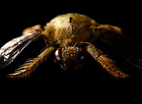 Xylocopa confusa Male Specimen, in pretty poor state. ~50mm.<br />
https://www.jungledragon.com/image/120518/xylocopa_confusa_male_-_body.html<br />
https://www.jungledragon.com/image/120521/xylocopa_confusa_male_-_macro.html<br />
https://www.jungledragon.com/image/120873/white-cheeked_carpenter_bee_-_frontal.html Extreme Macro,White-cheeked Carpenter Bee,Xylocopa confusa