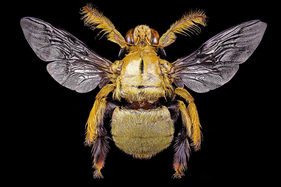 Xylocopa confusa Male - macro Specimen, in pretty poor state. ~50mm.<br />
<figure class="photo"><a href="https://www.jungledragon.com/image/120518/xylocopa_confusa_male_-_body.html" title="Xylocopa confusa Male - body"><img src="https://s3.amazonaws.com/media.jungledragon.com/images/2/120518_thumb.jpg?AWSAccessKeyId=05GMT0V3GWVNE7GGM1R2&Expires=1759968010&Signature=NaL5pSgFV5cKwcnW6odgRAVwPpU%3D" width="200" height="158" alt="Xylocopa confusa Male - body Specimen, in pretty poor state. ~50mm.<br />
https://www.jungledragon.com/image/120520/xylocopa_confusa_male.html<br />
https://www.jungledragon.com/image/120521/xylocopa_confusa_male_-_macro.html<br />
https://www.jungledragon.com/image/120873/white-cheeked_carpenter_bee_-_frontal.html Extreme Macro,White-cheeked Carpenter Bee,Xylocopa confusa" /></a></figure><br />
<figure class="photo"><a href="https://www.jungledragon.com/image/120520/xylocopa_confusa_male.html" title="Xylocopa confusa Male"><img src="https://s3.amazonaws.com/media.jungledragon.com/images/2/120520_thumb.jpg?AWSAccessKeyId=05GMT0V3GWVNE7GGM1R2&Expires=1759968010&Signature=lObFXXKGZiDKnyCxB4ac9fhfDng%3D" width="200" height="148" alt="Xylocopa confusa Male Specimen, in pretty poor state. ~50mm.<br />
https://www.jungledragon.com/image/120518/xylocopa_confusa_male_-_body.html<br />
https://www.jungledragon.com/image/120521/xylocopa_confusa_male_-_macro.html<br />
https://www.jungledragon.com/image/120873/white-cheeked_carpenter_bee_-_frontal.html Extreme Macro,White-cheeked Carpenter Bee,Xylocopa confusa" /></a></figure><br />
<figure class="photo"><a href="https://www.jungledragon.com/image/120873/white-cheeked_carpenter_bee_-_frontal.html" title="White-cheeked Carpenter Bee - frontal"><img src="https://s3.amazonaws.com/media.jungledragon.com/images/2/120873_thumb.jpg?AWSAccessKeyId=05GMT0V3GWVNE7GGM1R2&Expires=1759968010&Signature=9MokVWcAQh6fEGLWPS3Qlj2aQf0%3D" width="200" height="134" alt="White-cheeked Carpenter Bee - frontal https://www.jungledragon.com/image/120520/xylocopa_confusa_male.html Extreme Macro,White-cheeked Carpenter Bee,Xylocopa confusa" /></a></figure> Extreme Macro,White-cheeked Carpenter Bee,Xylocopa confusa