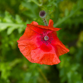 Papaver rhoeas, Heeswijk-Dinther, Netherlands "Common Poppy", recognizable by its overlapping flower petals. Europe,Heeswijk-Dinther,Netherlands,Papaver rhoeas,World