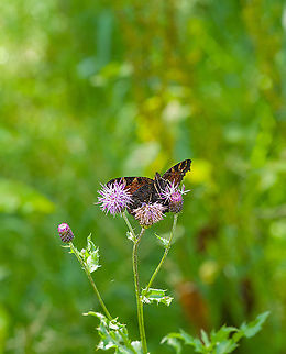 European Peacock - underside, Heeswijk-Dinther, Netherlands Feeding nectar from thistle, here showing part of the cryptic underside of its wings.
https://www.jungledragon.com/image/120536/european_peacock_heeswijk-dinther_netherlands.html Europe,European Peacock,Heeswijk-Dinther,Inachis io,Netherlands,World