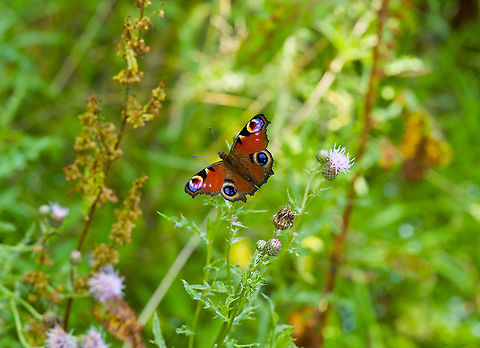 European Peacock, Heeswijk-Dinther, Netherlands https://www.jungledragon.com/image/120535/european_peacock_-_underside_heeswijk-dinther_netherlands.html Europe,European Peacock,Heeswijk-Dinther,Inachis io,Netherlands,World