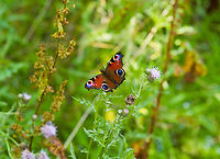 European Peacock, Heeswijk-Dinther, Netherlands https://www.jungledragon.com/image/120535/european_peacock_-_underside_heeswijk-dinther_netherlands.html Europe,European Peacock,Heeswijk-Dinther,Inachis io,Netherlands,World