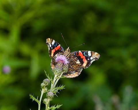Red Admiral - underside, Heeswijk-Dinther, Netherlands https://www.jungledragon.com/image/120538/red_admiral_heeswijk-dinther_netherlands.html Europe,Heeswijk-Dinther,Netherlands,Red Admiral,Vanessa atalanta,World