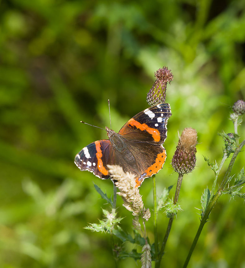 Red Admiral, Heeswijk-Dinther, Netherlands <figure class="photo"><a href="https://www.jungledragon.com/image/120537/red_admiral_-_underside_heeswijk-dinther_netherlands.html" title="Red Admiral - underside, Heeswijk-Dinther, Netherlands"><img src="https://s3.amazonaws.com/media.jungledragon.com/images/2/120537_thumb.jpg?AWSAccessKeyId=05GMT0V3GWVNE7GGM1R2&Expires=1767225610&Signature=N4dvmO%2BSb70gTceGeaqk%2FUrMd7E%3D" width="200" height="160" alt="Red Admiral - underside, Heeswijk-Dinther, Netherlands https://www.jungledragon.com/image/120538/red_admiral_heeswijk-dinther_netherlands.html Europe,Heeswijk-Dinther,Netherlands,Red Admiral,Vanessa atalanta,World" /></a></figure> Europe,Heeswijk-Dinther,Netherlands,Red Admiral,Vanessa atalanta,World
