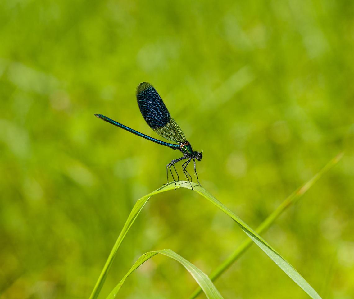 Banded damoiselle, Heeswijk-Dinther, Netherlands This is the male, in its typical competitive pose where it aims to chase away other males. When challenged, a fake fight ensues in mid-air, where they display the inside of their wings, supposedly an impressive feat. <br />
<br />
From this angle, you can just about see the white tip at the underside of the end of the abdomen. This white tip is flashed to the female before a courtship chase starts.<br />
<figure class="photo"><a href="https://www.jungledragon.com/image/120541/banded_damoiselle_-_closeup_heeswijk-dinther_netherlands.html" title="Banded damoiselle - closeup, Heeswijk-Dinther, Netherlands"><img src="https://s3.amazonaws.com/media.jungledragon.com/images/2/120541_thumb.jpg?AWSAccessKeyId=05GMT0V3GWVNE7GGM1R2&Expires=1759968010&Signature=oSizc61amnR1q2fG%2FOIEZMvy%2Bw8%3D" width="200" height="166" alt="Banded damoiselle - closeup, Heeswijk-Dinther, Netherlands This is the male, in its typical competitive pose where it aims to chase away other males. When challenged, a fake fight ensues in mid-air, where they display the inside of their wings, supposedly an impressive feat. <br />
<br />
From this angle, you can just about see the white tip at the underside of the end of the abdomen. This white tip is flashed to the female before a courtship chase starts.<br />
https://www.jungledragon.com/image/120540/banded_damoiselle_heeswijk-dinther_netherlands.html Banded damoiselle,Calopteryx splendens,Europe,Heeswijk-Dinther,Netherlands,World" /></a></figure> Banded damoiselle,Calopteryx splendens,Europe,Heeswijk-Dinther,Netherlands,World