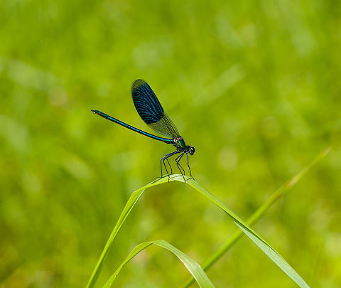 Banded damoiselle, Heeswijk-Dinther, Netherlands This is the male, in its typical competitive pose where it aims to chase away other males. When challenged, a fake fight ensues in mid-air, where they display the inside of their wings, supposedly an impressive feat. 

From this angle, you can just about see the white tip at the underside of the end of the abdomen. This white tip is flashed to the female before a courtship chase starts.
https://www.jungledragon.com/image/120541/banded_damoiselle_-_closeup_heeswijk-dinther_netherlands.html Banded damoiselle,Calopteryx splendens,Europe,Heeswijk-Dinther,Netherlands,World