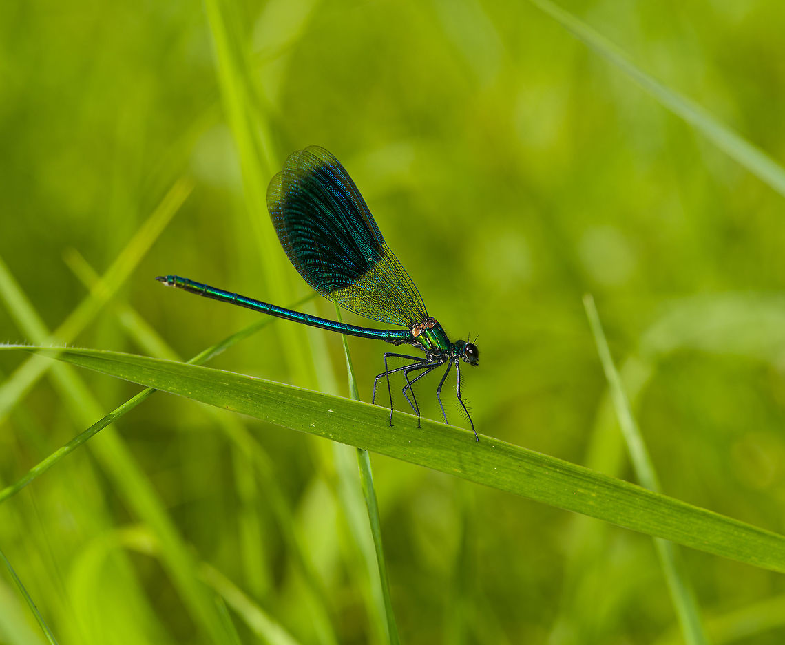 Banded damoiselle - closeup, Heeswijk-Dinther, Netherlands This is the male, in its typical competitive pose where it aims to chase away other males. When challenged, a fake fight ensues in mid-air, where they display the inside of their wings, supposedly an impressive feat. <br />
<br />
From this angle, you can just about see the white tip at the underside of the end of the abdomen. This white tip is flashed to the female before a courtship chase starts.<br />
<figure class="photo"><a href="https://www.jungledragon.com/image/120540/banded_damoiselle_heeswijk-dinther_netherlands.html" title="Banded damoiselle, Heeswijk-Dinther, Netherlands"><img src="https://s3.amazonaws.com/media.jungledragon.com/images/2/120540_thumb.jpg?AWSAccessKeyId=05GMT0V3GWVNE7GGM1R2&Expires=1767225610&Signature=4%2BrqgZ8odAAU9SteDTu8v07ZYzI%3D" width="200" height="170" alt="Banded damoiselle, Heeswijk-Dinther, Netherlands This is the male, in its typical competitive pose where it aims to chase away other males. When challenged, a fake fight ensues in mid-air, where they display the inside of their wings, supposedly an impressive feat. <br />
<br />
From this angle, you can just about see the white tip at the underside of the end of the abdomen. This white tip is flashed to the female before a courtship chase starts.<br />
https://www.jungledragon.com/image/120541/banded_damoiselle_-_closeup_heeswijk-dinther_netherlands.html Banded damoiselle,Calopteryx splendens,Europe,Heeswijk-Dinther,Netherlands,World" /></a></figure> Banded damoiselle,Calopteryx splendens,Europe,Heeswijk-Dinther,Netherlands,World