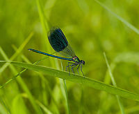 Banded damoiselle - closeup, Heeswijk-Dinther, Netherlands This is the male, in its typical competitive pose where it aims to chase away other males. When challenged, a fake fight ensues in mid-air, where they display the inside of their wings, supposedly an impressive feat. <br />
<br />
From this angle, you can just about see the white tip at the underside of the end of the abdomen. This white tip is flashed to the female before a courtship chase starts.<br />
https://www.jungledragon.com/image/120540/banded_damoiselle_heeswijk-dinther_netherlands.html Banded damoiselle,Calopteryx splendens,Europe,Heeswijk-Dinther,Netherlands,World
