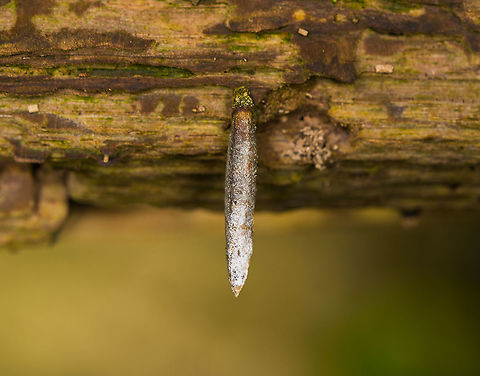 Taleporia tubulosa, Heeswijk-Dinther, Netherlands The case of a bagworm moth, this one is named "Cigar Bag Carrier" in dutch, named after its shape. The below video (not by me) shows one in action:
https://www.youtube.com/watch?v=r7frxch7Qy8 Europe,Heeswijk-Dinther,Large birch bright,Netherlands,Taleporia tubulosa,World