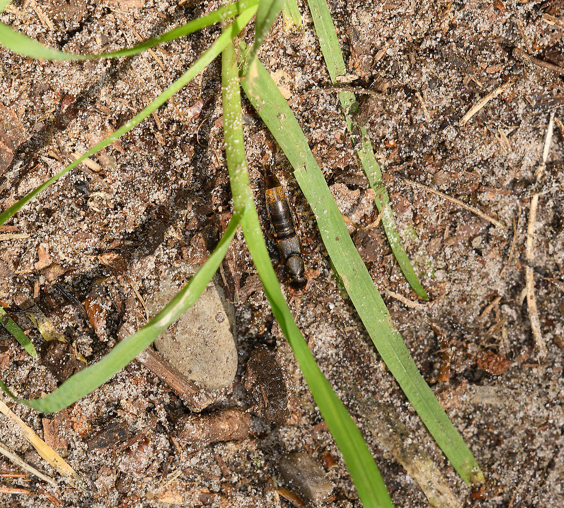 Rove Beetle (Staphylinidae), Heeswijk-Dinther, Netherlands Apologies for the poor photo, it's a deep crop of a very fast moving subject. <br />
<br />
This arthropod can be mistaken for an ear wig, yet the lack of large pinchers (cerci) at the end of the abdomen give away that this is a beetle instead. In dutch, the family name "Staphylinidae" translates to "Short Shield Beetles". This is in reference to the wing casing being extremely short, requiring their wings to be folded up below it.<br />
<br />
I've not yet been able to match it to a single species. There's many species, and information is scarce. Europe,Heeswijk-Dinther,Netherlands,World