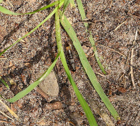 Rove Beetle (Staphylinidae), Heeswijk-Dinther, Netherlands Apologies for the poor photo, it's a deep crop of a very fast moving subject. 

This arthropod can be mistaken for an ear wig, yet the lack of large pinchers (cerci) at the end of the abdomen give away that this is a beetle instead. In dutch, the family name "Staphylinidae" translates to "Short Shield Beetles". This is in reference to the wing casing being extremely short, requiring their wings to be folded up below it.

I've not yet been able to match it to a single species. There's many species, and information is scarce. Europe,Heeswijk-Dinther,Netherlands,World