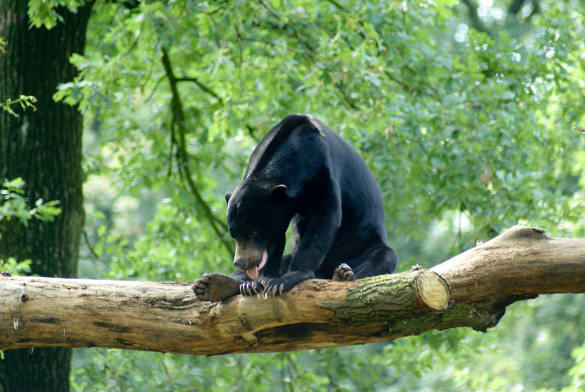 Tired Sun Bear A black Sun Bear rests on a branch in a tree, sticking out its tongue to cool down. Arnhem Zoo,Bear,Helarctos malayanus euryspilus,Honey Bear,Malayan Sun Bear,Sun Bear,Sun bear,Ursidae,Ursus (formerly Helarctos) malayanus,Ursus malayanus