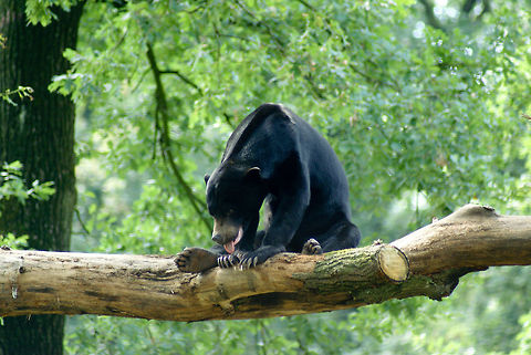 Tired Sun Bear A black Sun Bear rests on a branch in a tree, sticking out its tongue to cool down. Arnhem Zoo,Bear,Helarctos malayanus euryspilus,Honey Bear,Malayan Sun Bear,Sun Bear,Sun bear,Ursidae,Ursus (formerly Helarctos) malayanus,Ursus malayanus