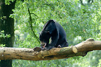 Tired Sun Bear A black Sun Bear rests on a branch in a tree, sticking out its tongue to cool down. Arnhem Zoo,Bear,Helarctos malayanus euryspilus,Honey Bear,Malayan Sun Bear,Sun Bear,Sun bear,Ursidae,Ursus (formerly Helarctos) malayanus,Ursus malayanus