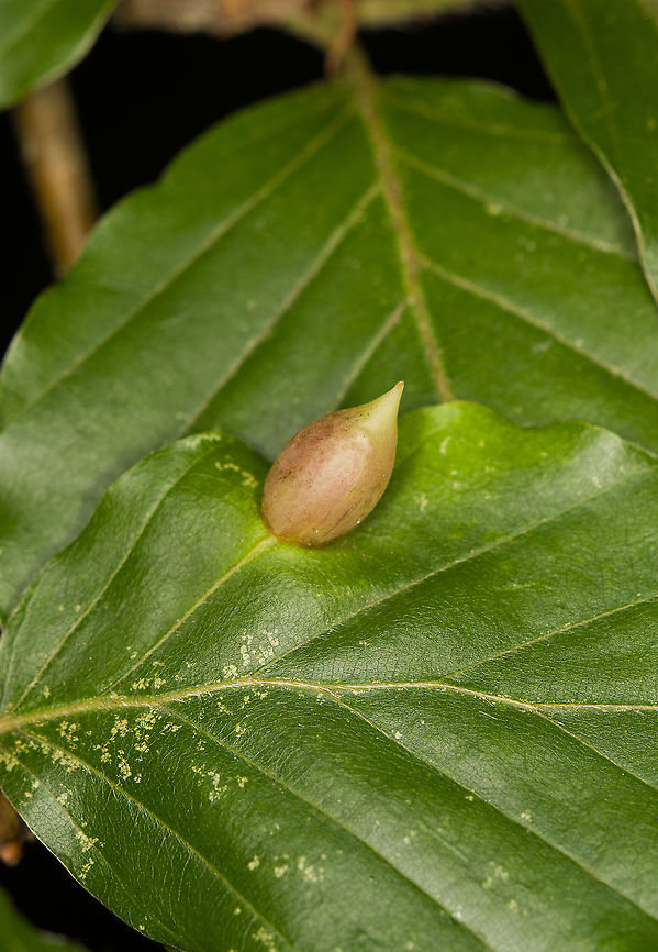 Beech leaf gall midge, Heeswijk-Dinther, Netherlands As the name suggests, this gal is found on leafs of beech trees, typically on the upper-side. The gall is about 1cm in size. The midge causing it is one of the largest gall midges in Europe, at 4mm. The gall changes in color as it ages, from green to red. <br />
<br />
As the leaf dries up in autumn, the gall drops to the forest floor, where the larva inside overwinters. In spring, the adults emerge and lay eggs on the buds of beech tree leafs. Beech leaf gall midge,Europe,Heeswijk-Dinther,Mikiola fagi,Netherlands,World
