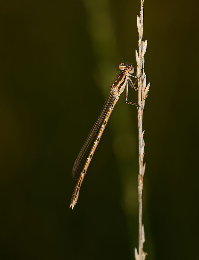 Common Winter Damselfly, Heeswijk-Dinther, Netherlands Although not uncommon, it's my first find of this species. It is a remarkable species as together with the Siberian winterdamsel (Sympecma paedisca), they are the only damselflies that overwinter as adults, including the occassional harsh winter in the north:<br />
<a href="https://www.dutchdragonflies.eu/wp-content/uploads/2019/02/Noordse-winterjuffer-ingesneeuwd.jpg" rel="nofollow">https://www.dutchdragonflies.eu/wp-content/uploads/2019/02/Noordse-winterjuffer-ingesneeuwd.jpg</a><br />
<br />
Their adult life span may be 10 months, which is extremely old for a dragonfly or damselfly. A typical lifespan for most species is less than 5 weeks. Common Winter Damselfly,Europe,Heeswijk-Dinther,Netherlands,Sympecma fusca,World